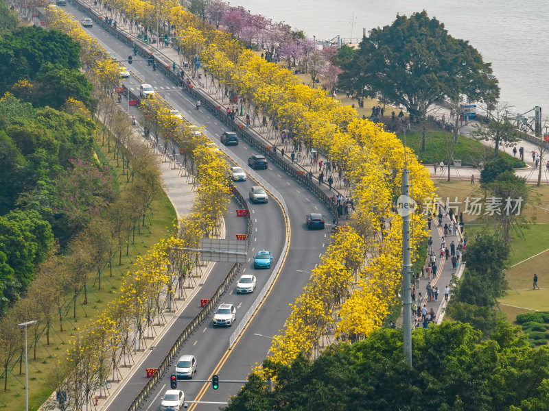 广东广州春季金色的花海城市中的金色花朵