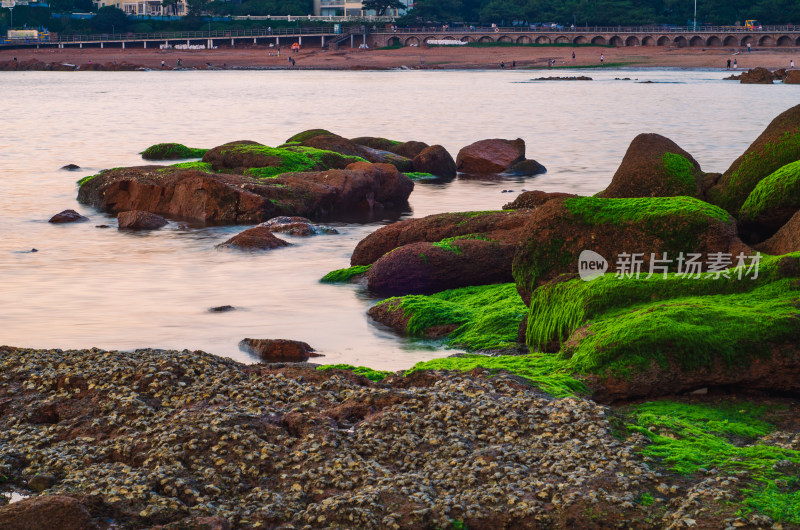 青岛太平角，绿藻布满岩石