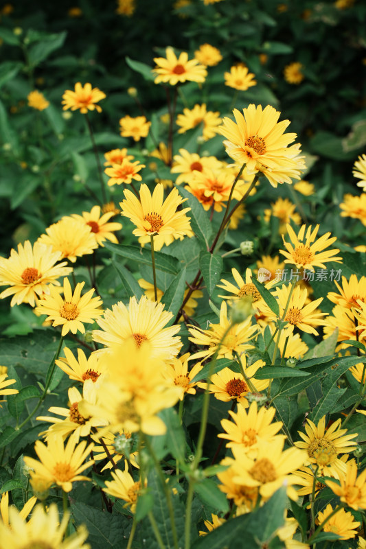 北京圆明园公园盛开的菊花