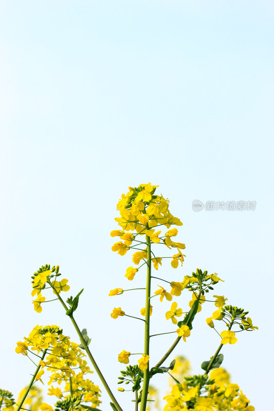 蓝色自然背景中的油菜花