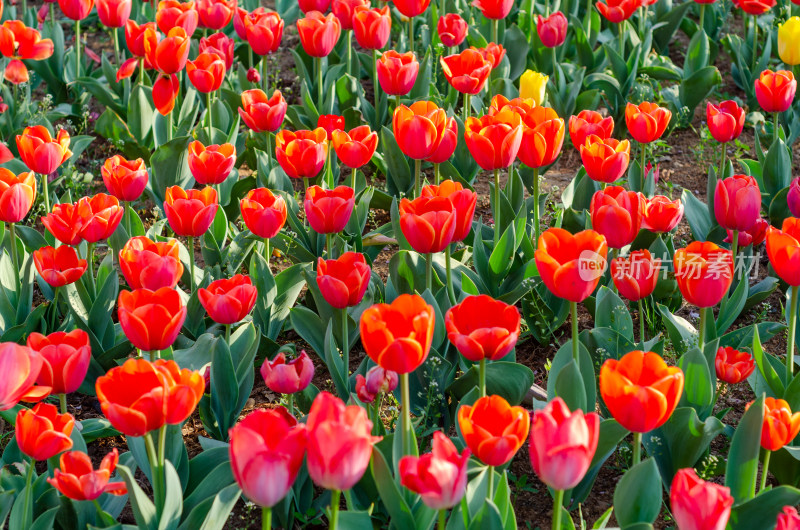 青岛中山公园一片美丽的郁金香花海