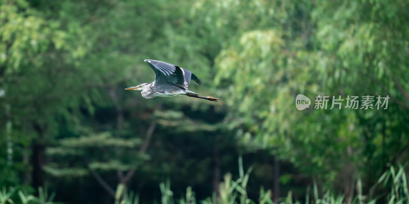 夜鹭（Nycticorax nycticorax）