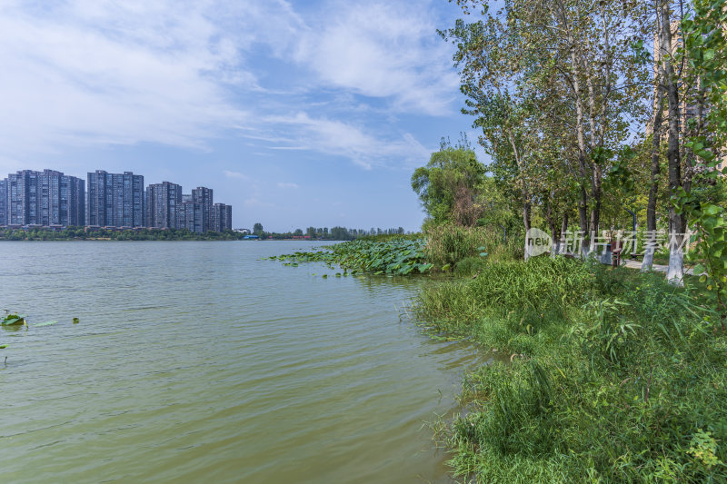 武汉江夏区汤逊湖壹号湿地公园风景