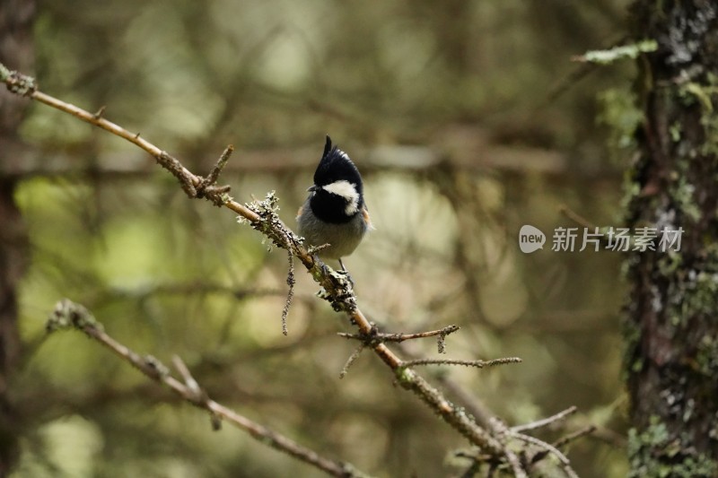 四川阿坝藏族羌族自治州九寨沟的精灵