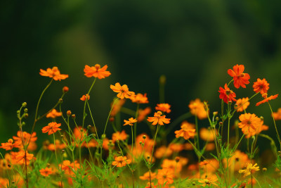 唯美格桑花花丛