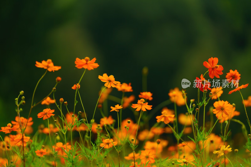 唯美格桑花花丛