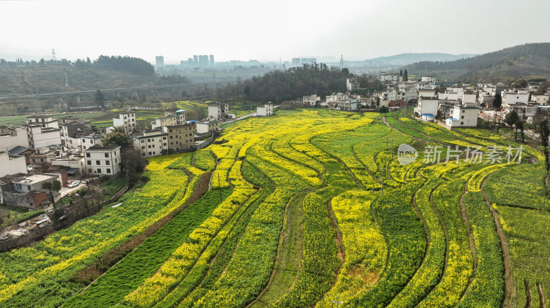 油菜花绘就田园美景