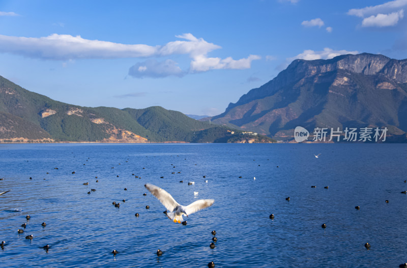 云南丽江泸沽湖山湖风光与海鸥水鸟野生动物