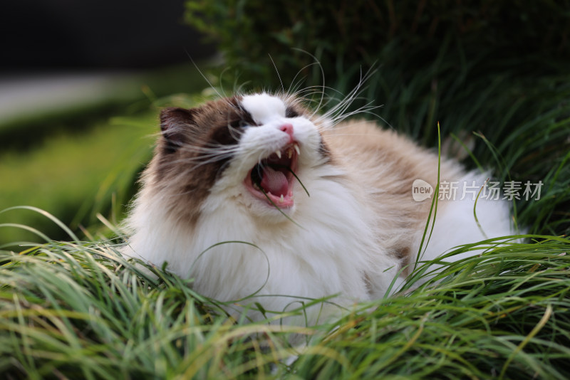 一只在草地上的布偶猫 海豹双色雄性种猫