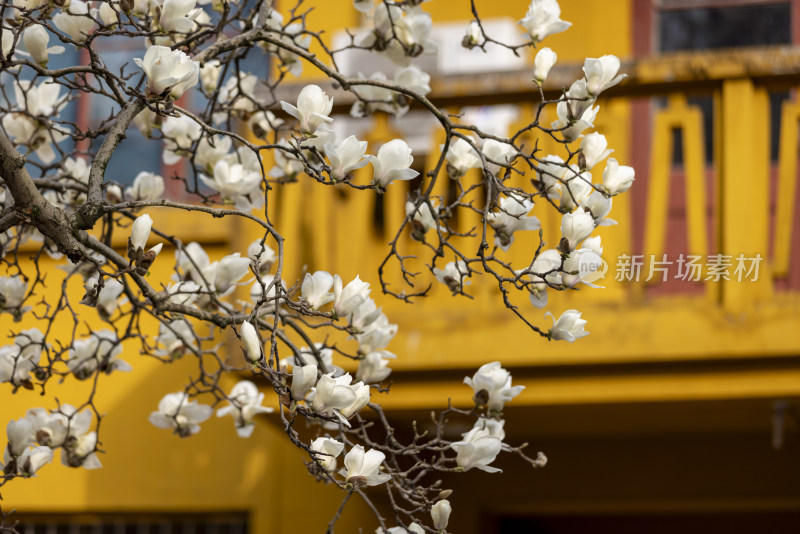 杭州法喜寺500年白玉兰盛放