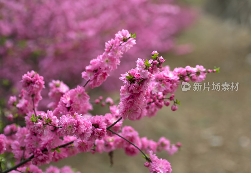 春天的花朵