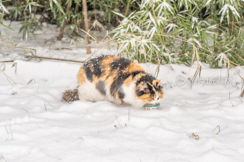 雪天三花猫在雪地觅食冬季流浪猫