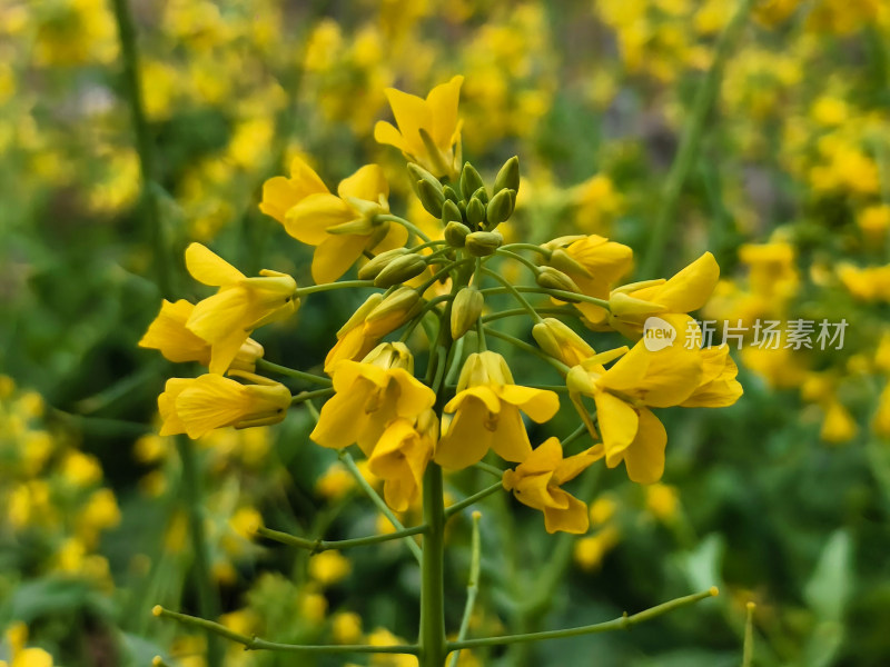 特写黄色油菜花