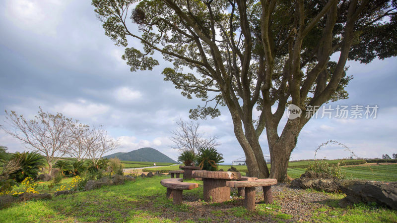 田园大树下的石桌石凳景观