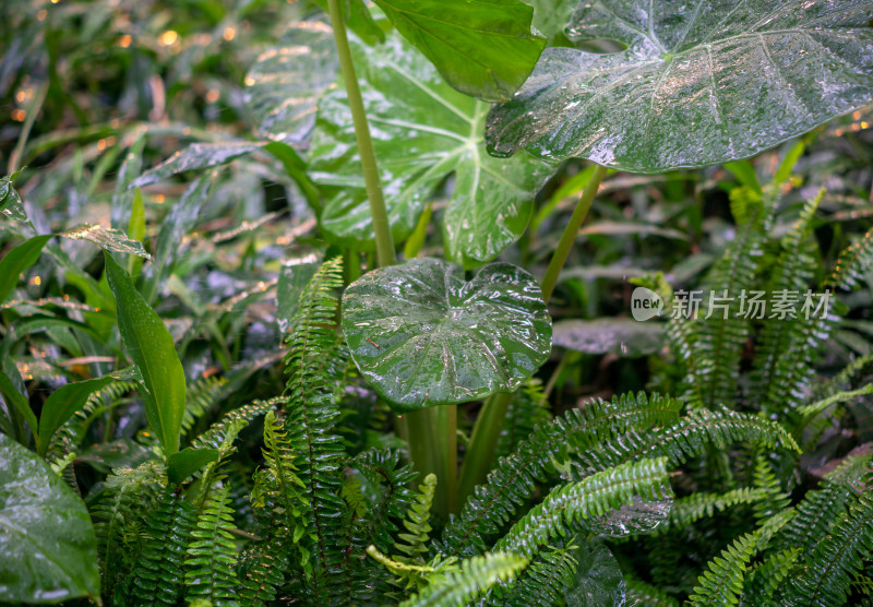 蕨类植物叶子特写镜头