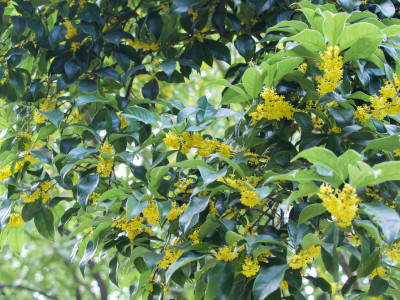 上海桂林公园的桂花树