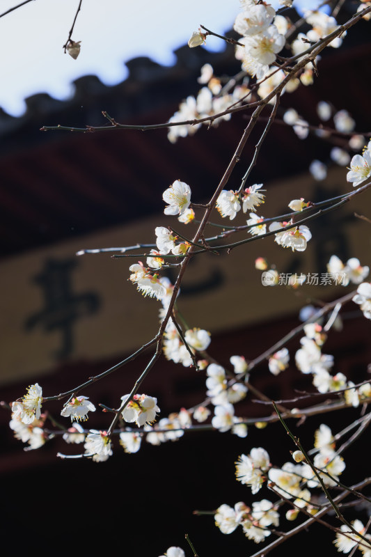 清心亭前绽放的白色梅花特写