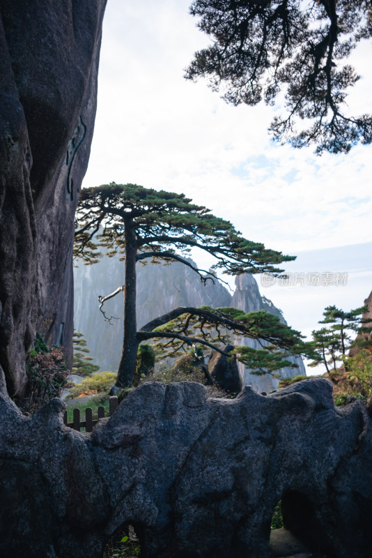 天下第一松，安徽黄山迎客松