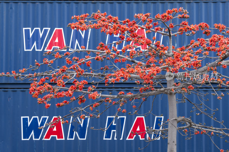 深圳街道边盛开的木棉花