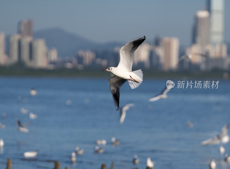 深圳湾海鸥在海面上方飞翔