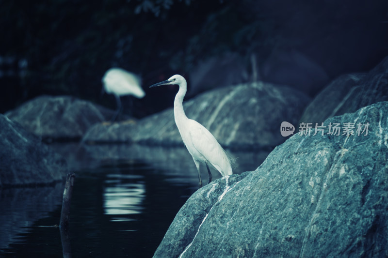 湖边觅食的鸟