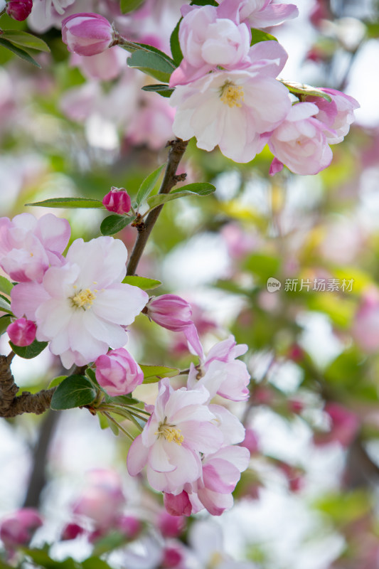 春天粉红色西府海棠花枝头盛开