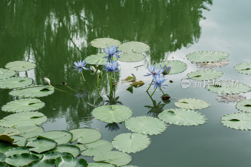 北京国家植物园睡莲