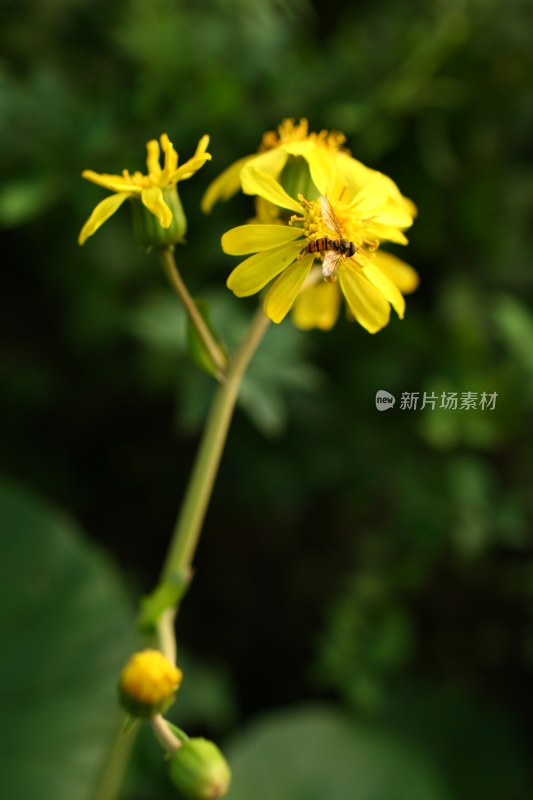 盛开的花朵