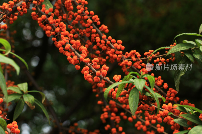 野生植物水麻果实