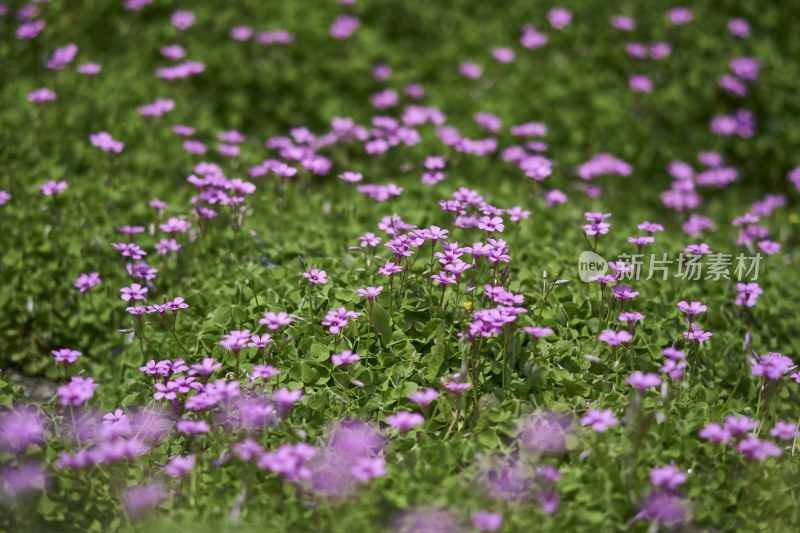 春天的花卉