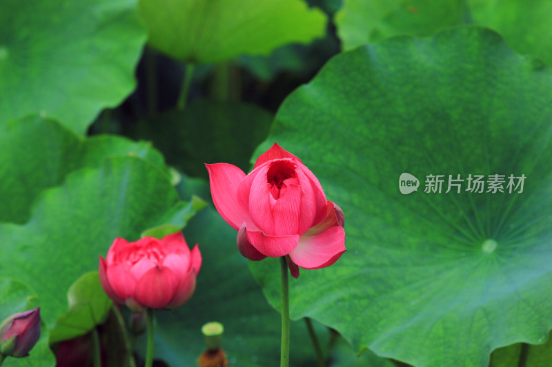 雨后清新的荷花