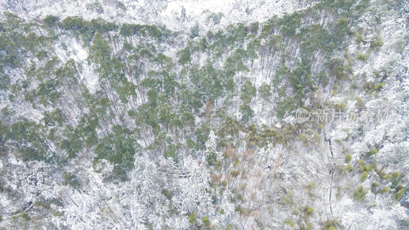 大自然森林雪景