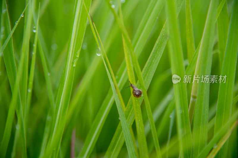 绿草水珠