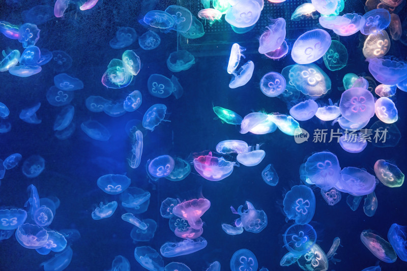 四川成都极地海洋公园水族箱里的水母