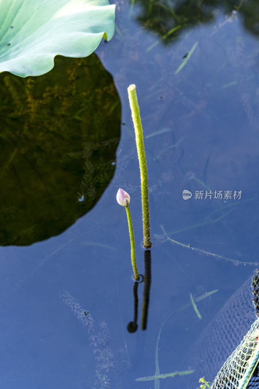 杭州西湖风景区曲院风风景