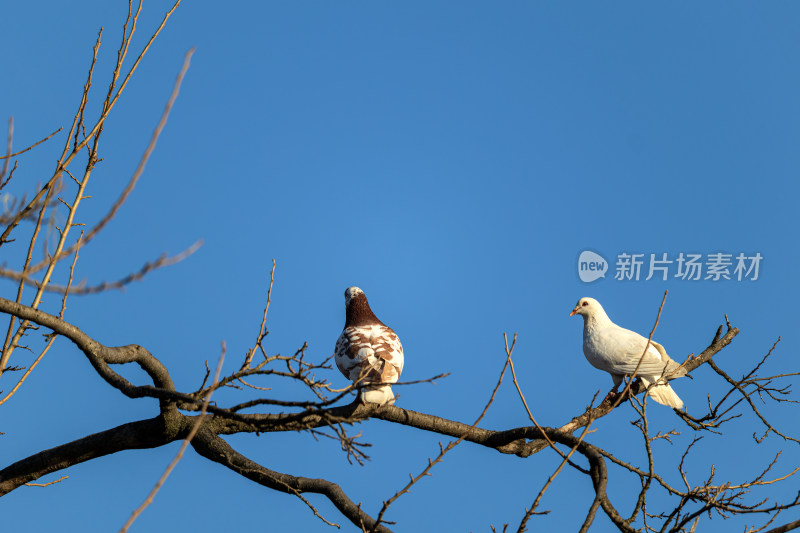 树枝上的两只鸽子