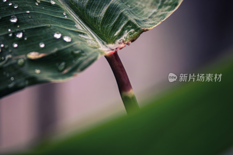 雨后绿叶上的水珠