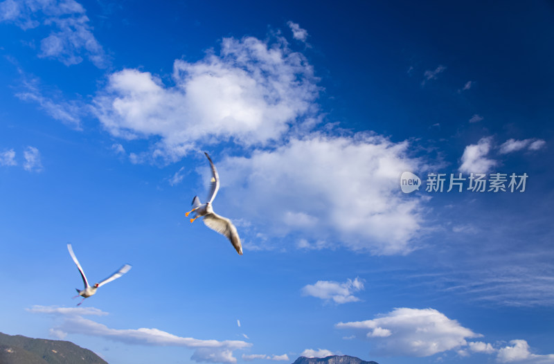 云南丽江泸沽湖天空海鸥水鸟野生动物