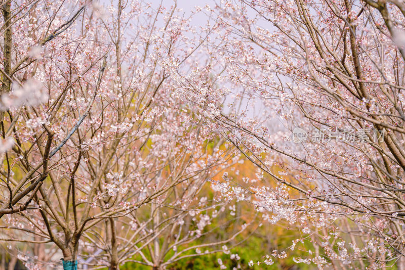 春日樱花季