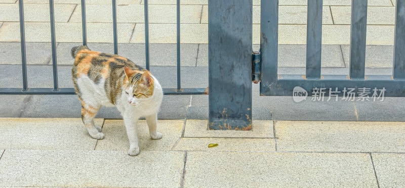 流浪三花猫