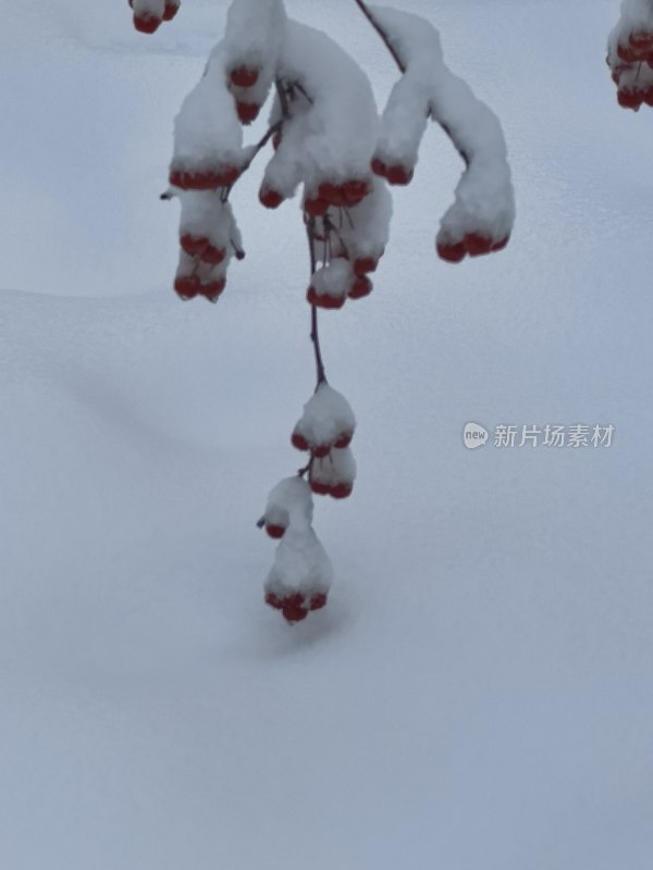 白雪覆盖红果的冬日景象