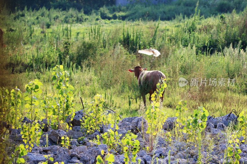 顺风搭乘