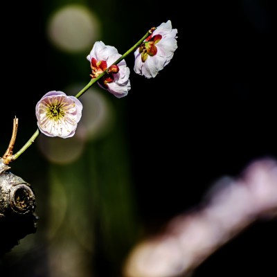 特写绽放的粉色梅花