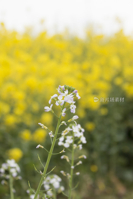 春天百花盛开