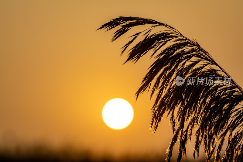 夕阳下芦苇丛风景