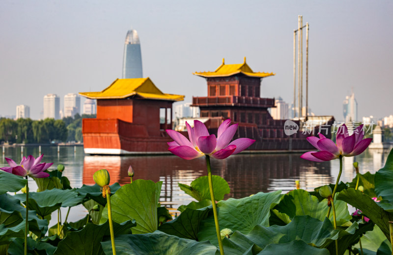 山东济南大明湖风景区夏日荷花景点景观