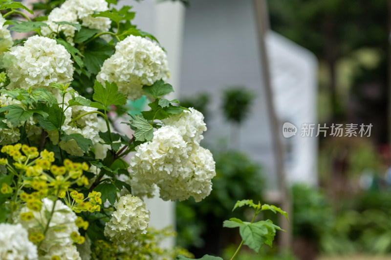 木绣球花