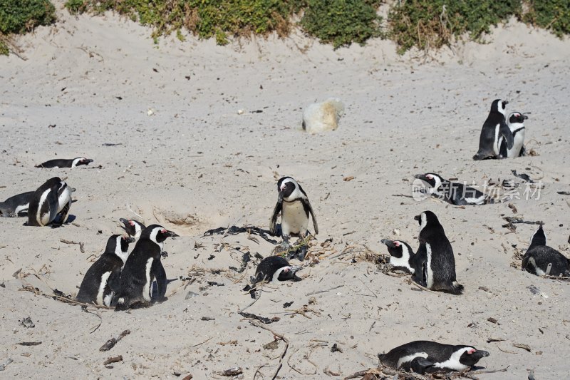 南非博尔德斯海滩Boulders Beach，非洲企鹅