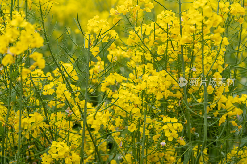 春天金黄色的油菜花