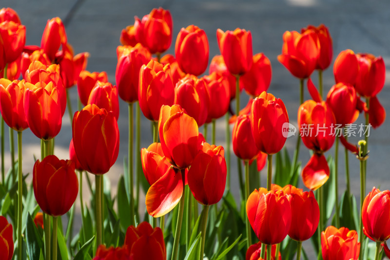 大片郁金香花海景观